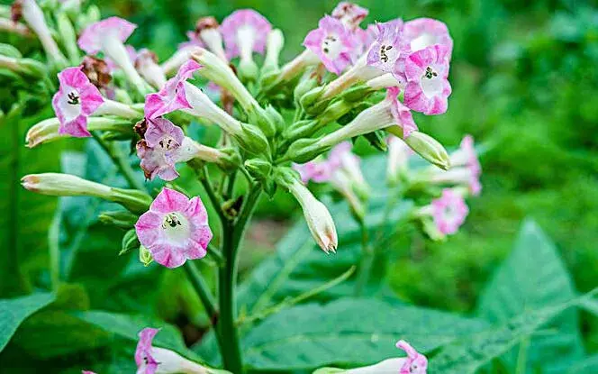 花烟草的花语，除了你之外别无他爱