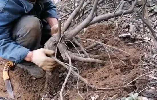 盆景材料 | 胡秃子下山桩怎么选型