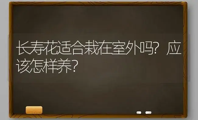 长寿花适合栽在室外吗?应该怎样养？ | 多肉养殖