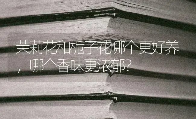 茉莉花和栀子花哪个更好养，哪个香味更浓郁？ | 绿植常识