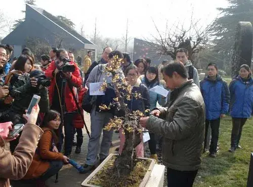 花卉果蔬盆景 | 腊梅盆景栽培技术