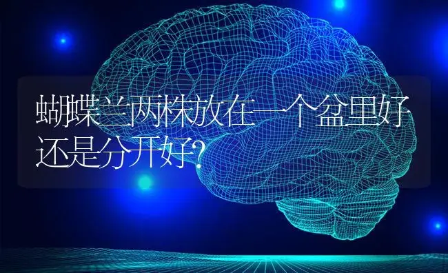 蝴蝶兰两株放在一个盆里好还是分开好？ | 绿植常识