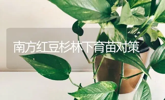 南方红豆杉林下育苗对策 | 特种种植