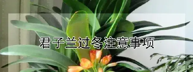 君子兰过冬注意事项