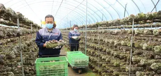 河北平泉食用菌产业带动12万人就业