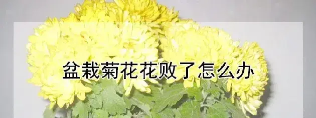 盆栽菊花花败了怎么办