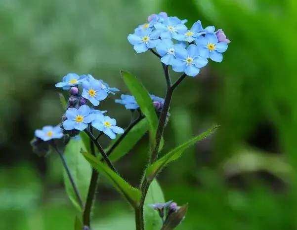 勿忘我花语是什么 永恒的爱