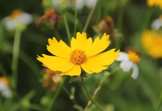 金鸡菊花语是什么，金鸡菊的传说故事/竞争心、上进心