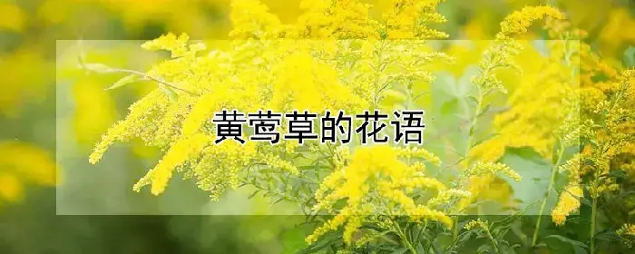 黄莺草的花语