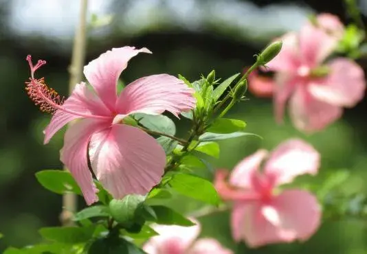 朱槿花的花语是什么，朱槿花的传说故事/微妙的美