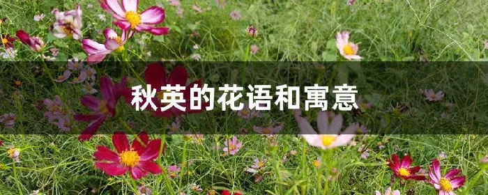 秋英的花语和寓意