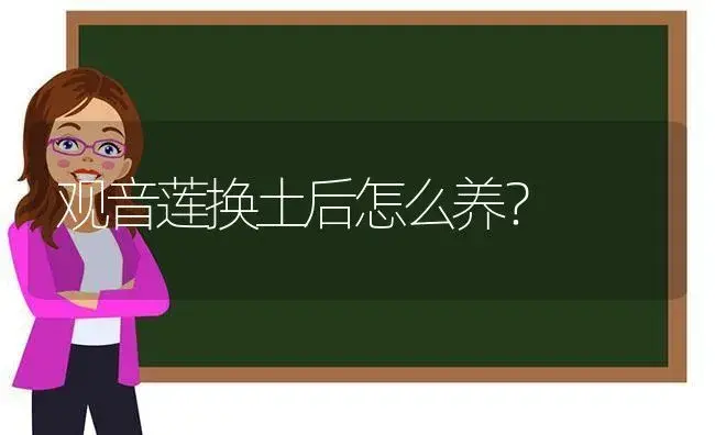 观音莲换土后怎么养？ | 多肉养殖