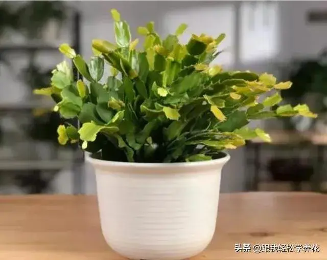 蟹爪兰是喜阴植物,还是喜阳植物？