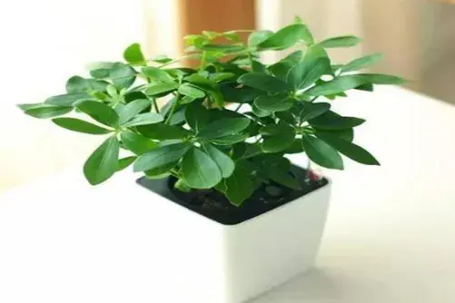 植物花语：鹅掌柴（鸭脚木）的花语有哪些？