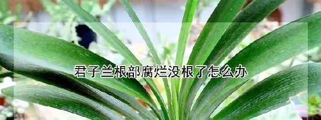 君子兰根部腐烂没根了怎么办