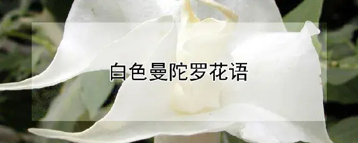 白色曼陀罗花语