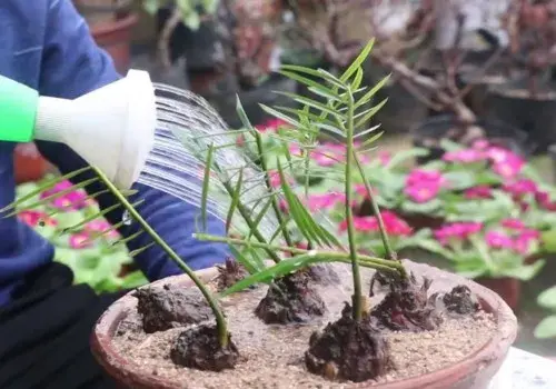 盆栽育苗 | 铁树芽怎么移植移栽