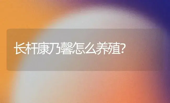 长杆康乃馨怎么养殖？ | 绿植常识