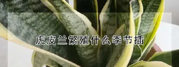 虎皮兰繁殖什么季节插