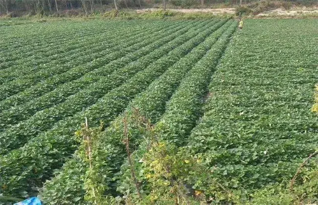 毛薯的栽培时间与办法