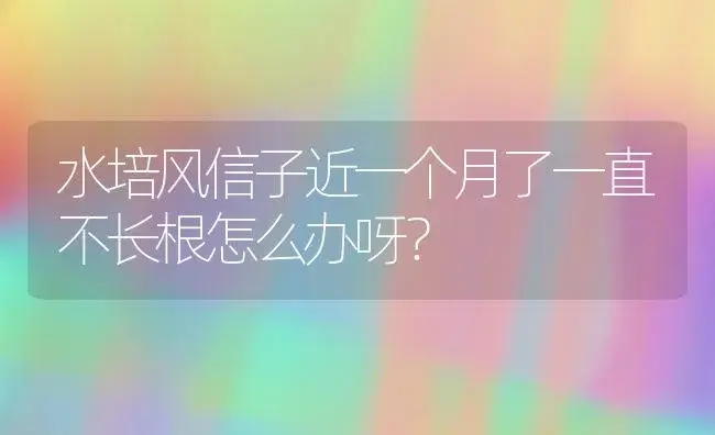 水培风信子近一个月了一直不长根怎么办呀？ | 绿植常识