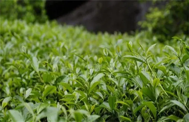 茶叶栽培的小心事项
