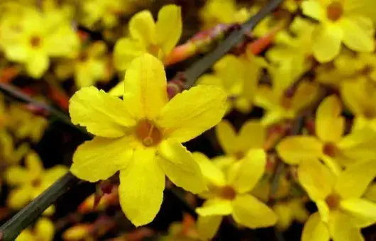 迎春花晚上吸收氧气吗