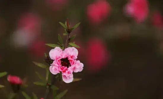 25种常见花花语大全