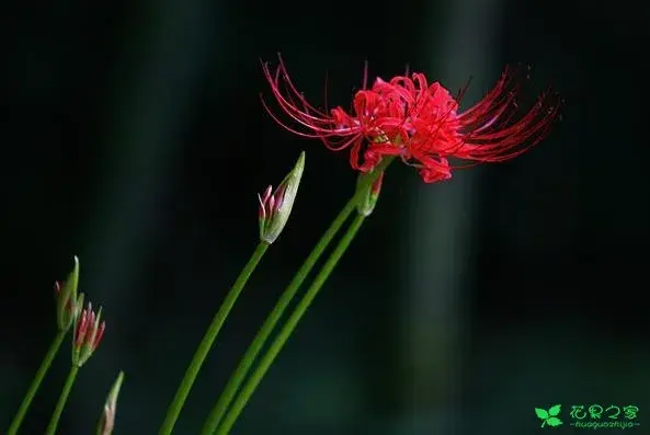 十大悲花花语有哪些？