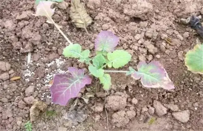 棉花僵苗的 因素及防治和治疗对策