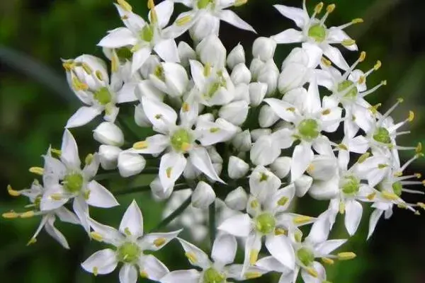 韭菜花花语有哪些？