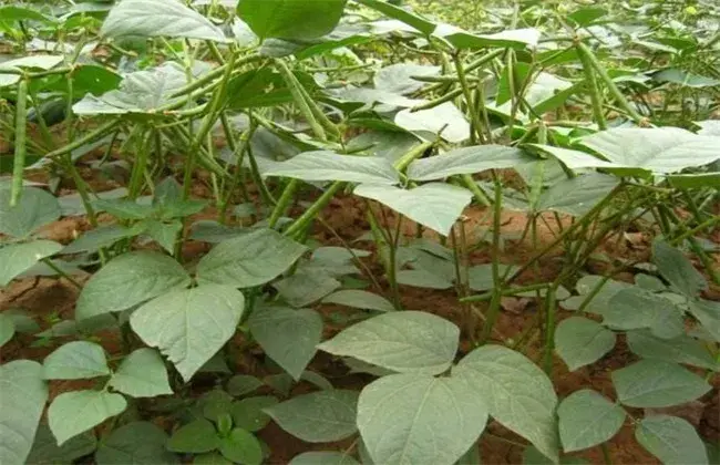 绿豆高产栽培办法