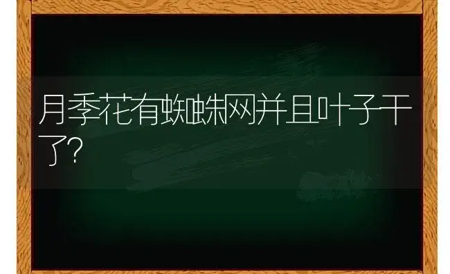 月季花有蜘蛛网并且叶子干了？ | 绿植常识