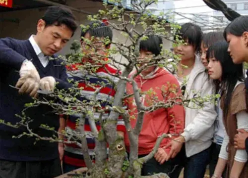 盆栽修剪 | 赤楠盆景修剪蟠扎技术