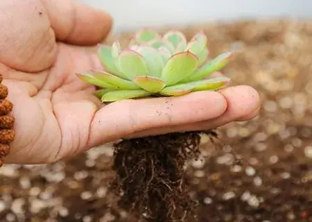 盆景知识 | 多肉植物上盆步骤
