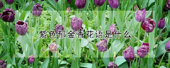 紫色郁金香花语是什么