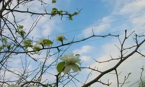 果树秋季开返花原因及解决方法