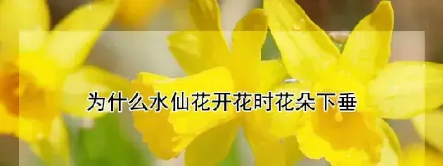 为什么水仙花开花时花朵下垂