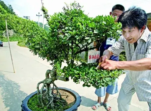 盆景养护管理 | 榆树盆景夏季管理技巧