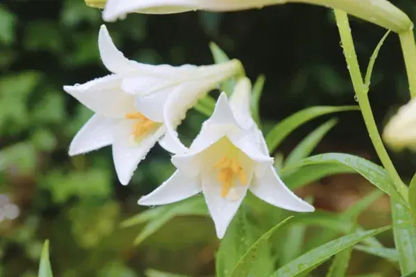 百合花花语