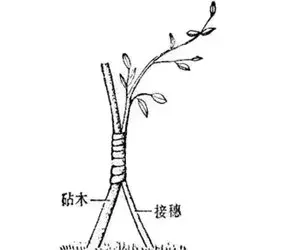 树木盆景 | 树桩盆景头根靠接法图解