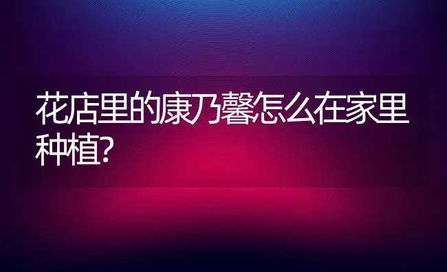 花店里的康乃馨怎么在家里种植？ | 绿植常识