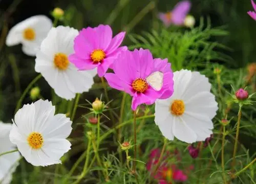 表示高冷的花 花语是高冷的花