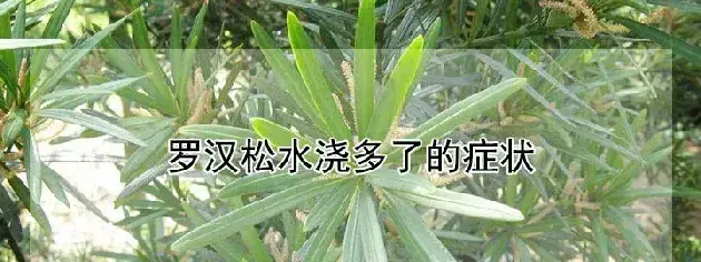 罗汉松水浇多了的症状