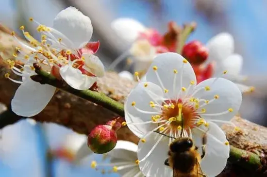 青梅花的花语