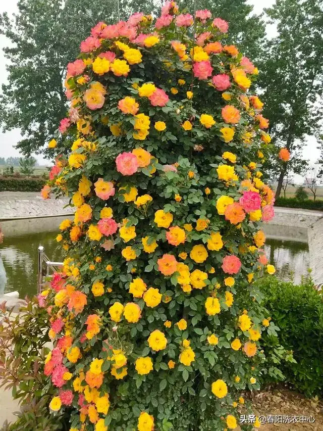 月季花开花后怎样修剪，株形更好，开花更多？