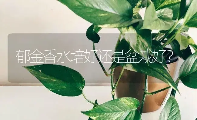 郁金香水培好还是盆栽好？ | 绿植常识