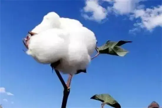 棉花的花语