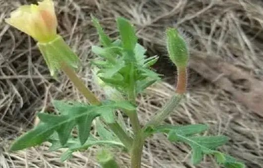 月苋草如何种植?月苋草的种植技术要点