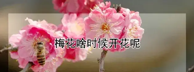 梅花啥时候开花呢